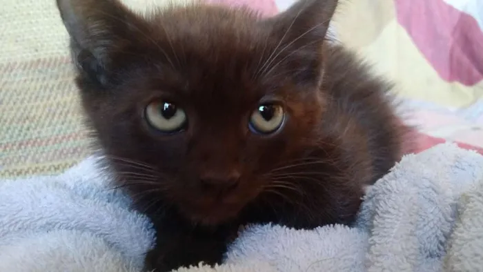Gato ra a Sem raça é  idade Abaixo de 2 meses nome Sem nome