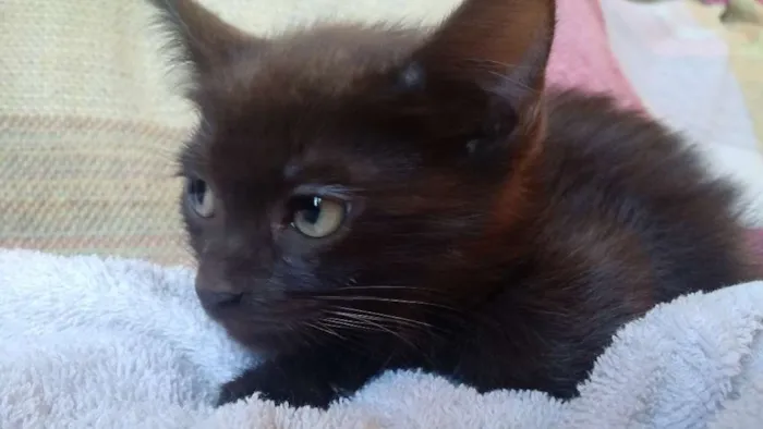 Gato ra a Sem raça é  idade Abaixo de 2 meses nome Sem nome