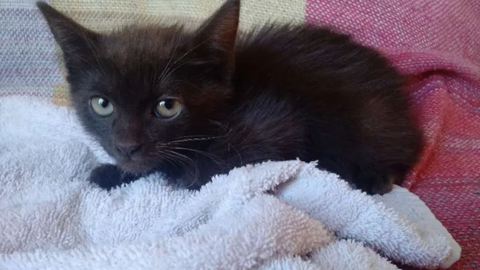 Gato ra a Sem raça é  idade Abaixo de 2 meses nome Sem nome