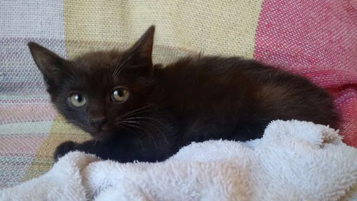 Gato ra a Sem raça é  idade Abaixo de 2 meses nome Sem nome