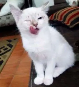 Gato raça SRD idade Abaixo de 2 meses nome Hermione