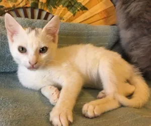Gato raça SRD idade 2 a 6 meses nome BILU