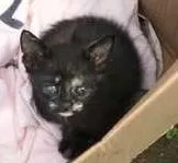 Gato ra a  idade 2 a 6 meses nome naum tem nome
