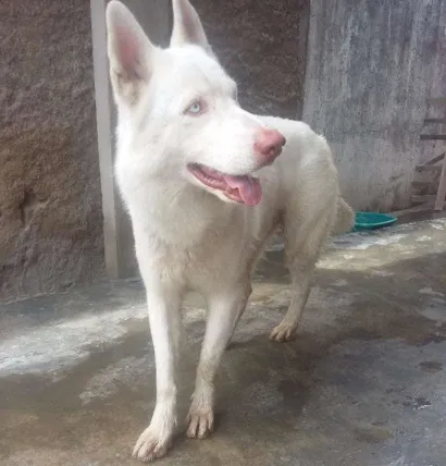 Cachorro raça Dance ciberiano idade  nome Não sei