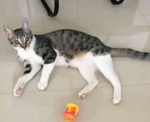 Gato raça SRD idade 2 a 6 meses nome Lagertha
