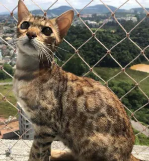 Gato raça Bengal idade 2 a 6 meses nome Melkor