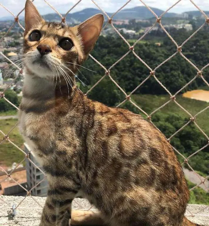 Gato ra a Bengal idade 2 a 6 meses nome Melkor