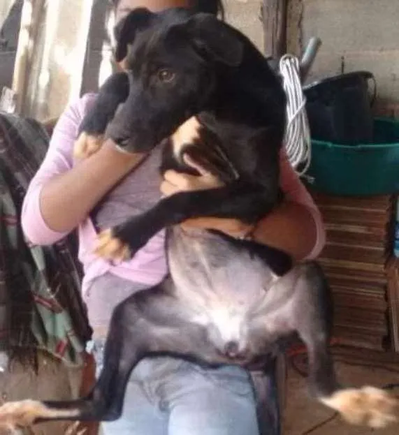 Cachorro ra a rottweiler c/ pitbull idade 7 a 11 meses nome rihana