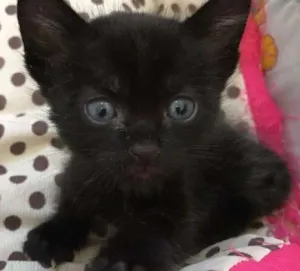 Gato raça Srd idade Abaixo de 2 meses nome Biscoito 