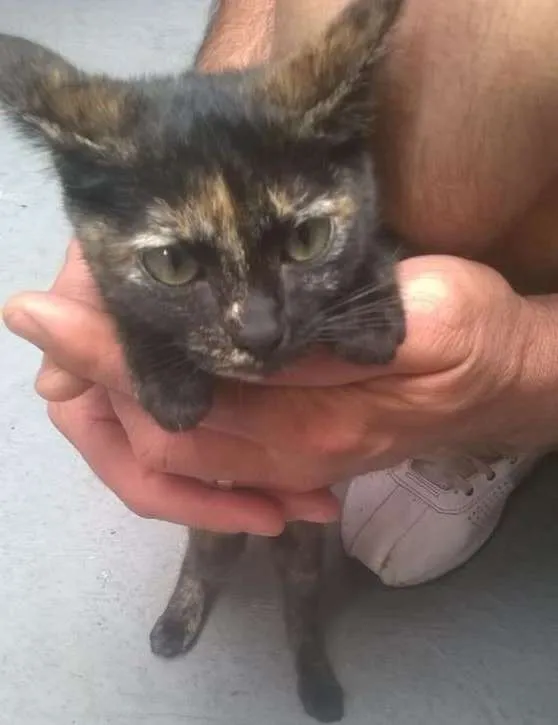 Gato ra a  idade 2 a 6 meses nome Gatos