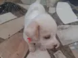 Apolo