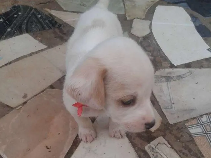 Cachorro ra a Misturado idade Abaixo de 2 meses nome Apolo