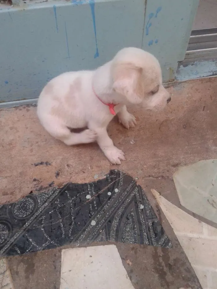Cachorro ra a Misturado idade Abaixo de 2 meses nome Apolo