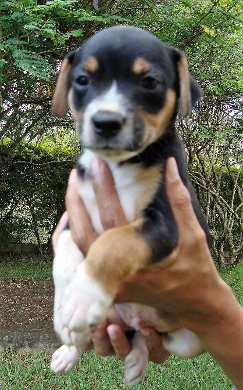 Cachorro ra a SRD idade 2 a 6 meses nome filhotes