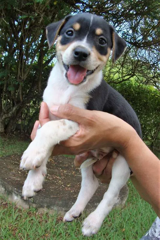 Cachorro ra a SRD idade 2 a 6 meses nome filhotes