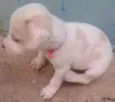 Apolo