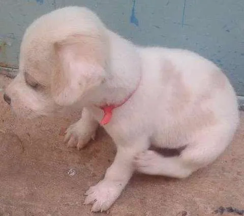 Cachorro ra a Misturado idade Abaixo de 2 meses nome Apolo