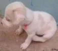 Apolo