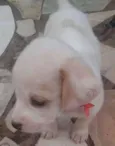 Apolo