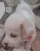 Cachorro raça Misturado idade Abaixo de 2 meses nome Apolo