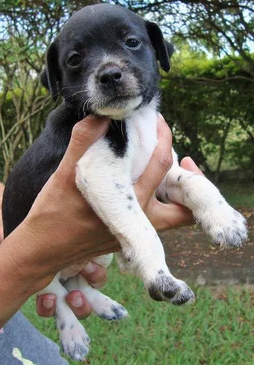 Cachorro ra a SRD idade 2 a 6 meses nome filhotes