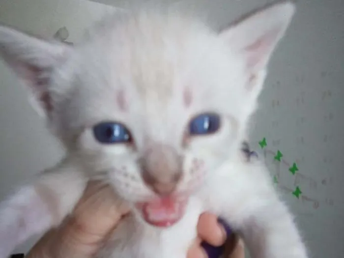 Gato raça Gatos siamês  idade Abaixo de 2 meses nome Sem nome