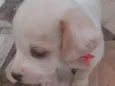 Apolo