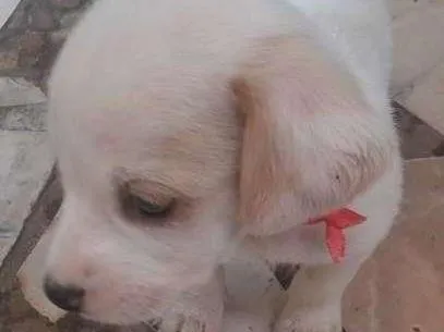 Cachorro ra a Misturado idade Abaixo de 2 meses nome Apolo