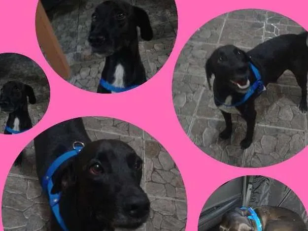 Cachorro raça SRD idade 2 anos nome NEGO
