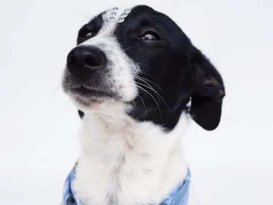 Cachorro ra a SRD idade 2 a 6 meses nome Joca