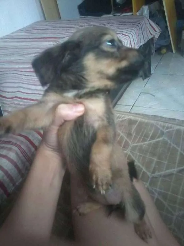Cachorro ra a vira-lata idade 2 a 6 meses nome não tem