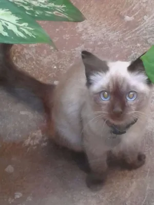 Gato raça  idade 2 a 6 meses nome Toddy
