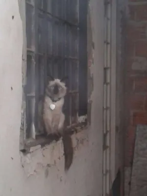 Gato raça  idade 2 a 6 meses nome Toddy