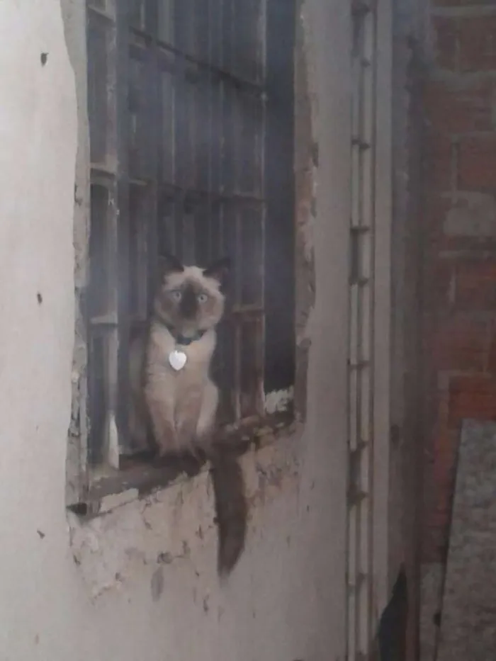 Gato ra a  idade 2 a 6 meses nome Toddy