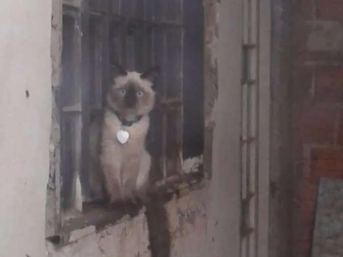Gato ra a  idade 2 a 6 meses nome Toddy