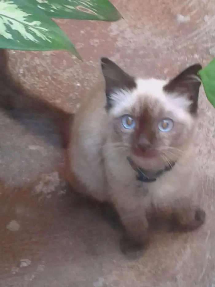 Gato ra a  idade 2 a 6 meses nome Toddy