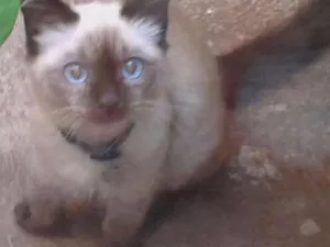 Gato raça  idade 2 a 6 meses nome Toddy