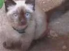 Gato raça  idade 2 a 6 meses nome Toddy