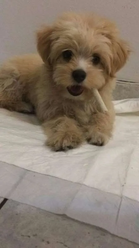 Cachorro ra a Misturado com maltês idade 2 a 6 meses nome Fred