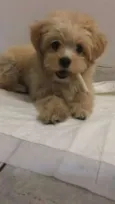 Fred
