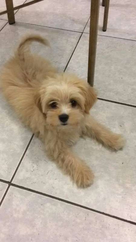 Cachorro ra a Misturado com maltês idade 2 a 6 meses nome Fred