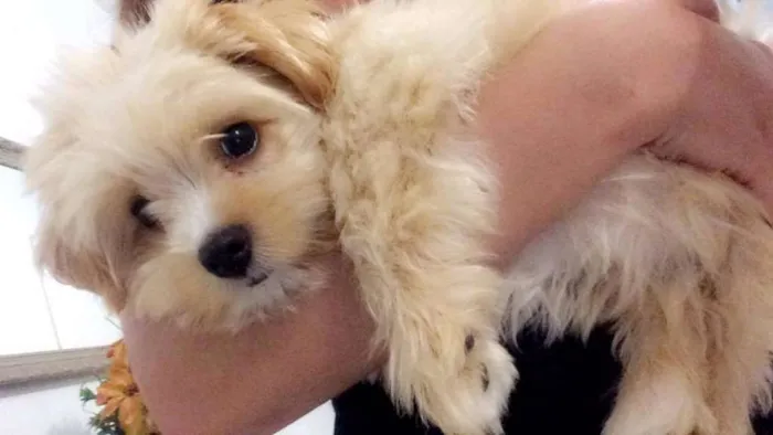 Cachorro ra a Misturado com maltês idade 2 a 6 meses nome Fred