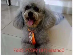 Cachorro raça Poodle  idade 6 ou mais anos nome Nick