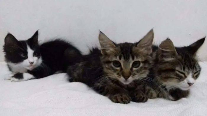 Gato ra a  idade 2 a 6 meses nome Lilly, Dolly e Will.