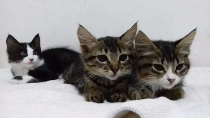 Gato ra a  idade 2 a 6 meses nome Lilly, Dolly e Will.