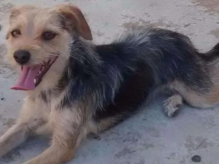 Cachorro ra a RND idade 3 anos nome Kika