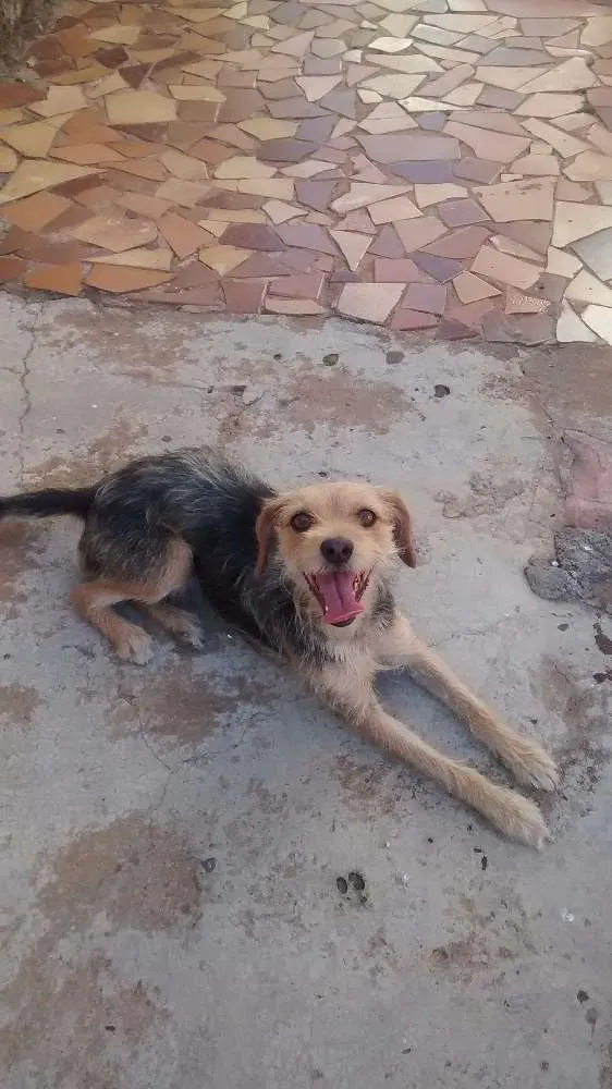 Cachorro ra a RND idade 3 anos nome Kika