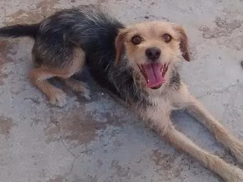 Cachorro ra a RND idade 3 anos nome Kika