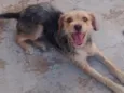 Kika