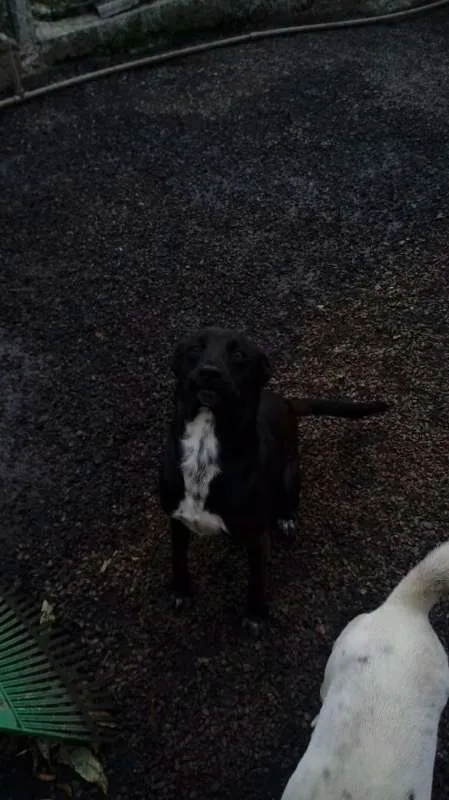 Cachorro ra a SRD idade 7 a 11 meses nome Stallone